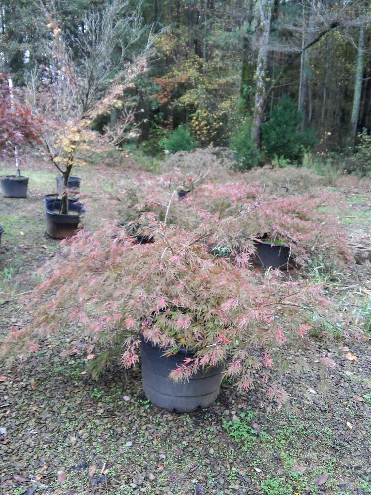 acer-palmatum-tamukeyama-japanese-maple