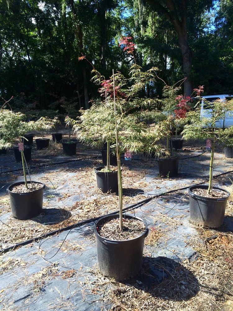 acer-palmatum-tamukeyama-japanese-maple
