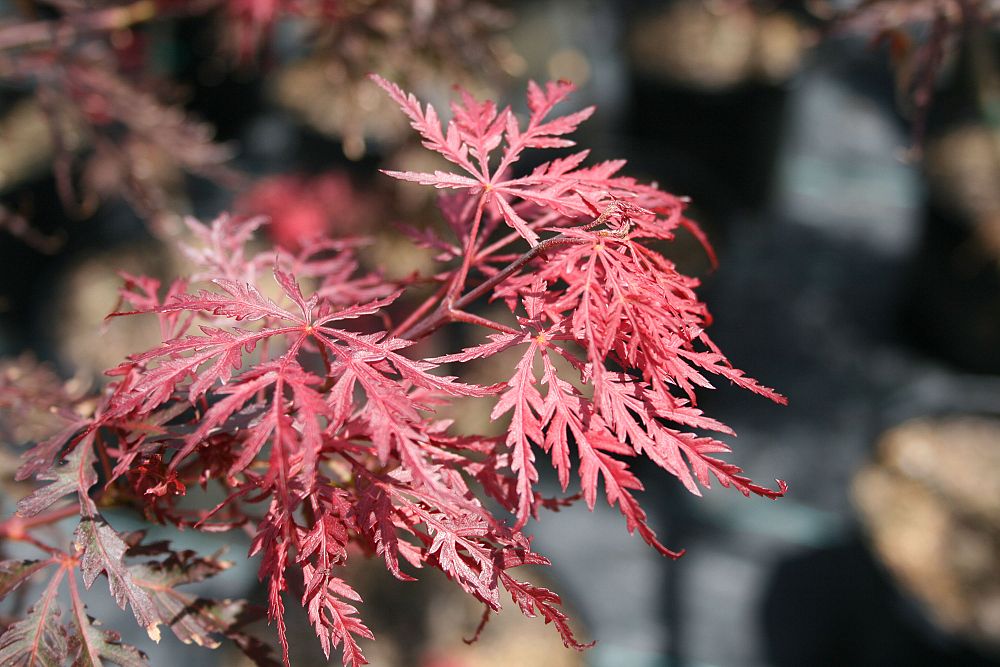 acer-palmatum-tamukeyama-japanese-maple