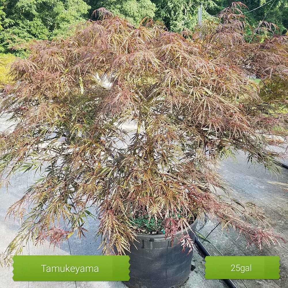 acer-palmatum-tamukeyama-japanese-maple