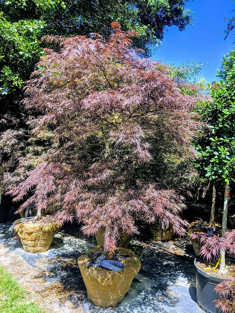 acer-palmatum-tamukeyama-japanese-maple