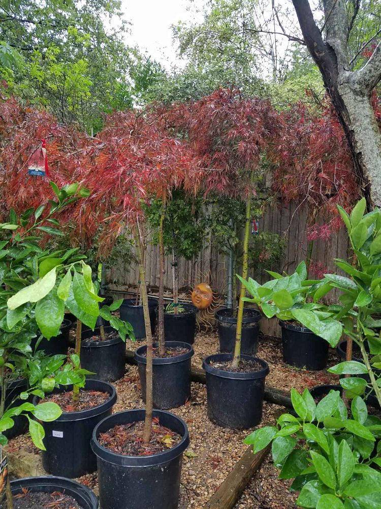 acer-palmatum-tamukeyama-japanese-maple