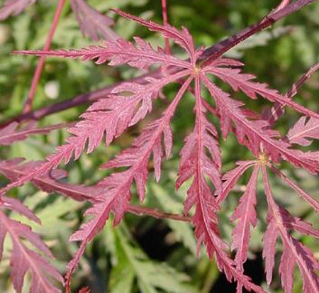 acer-palmatum-tamukeyama-japanese-maple