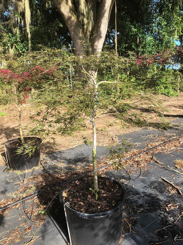 acer-palmatum-tamukeyama-japanese-maple