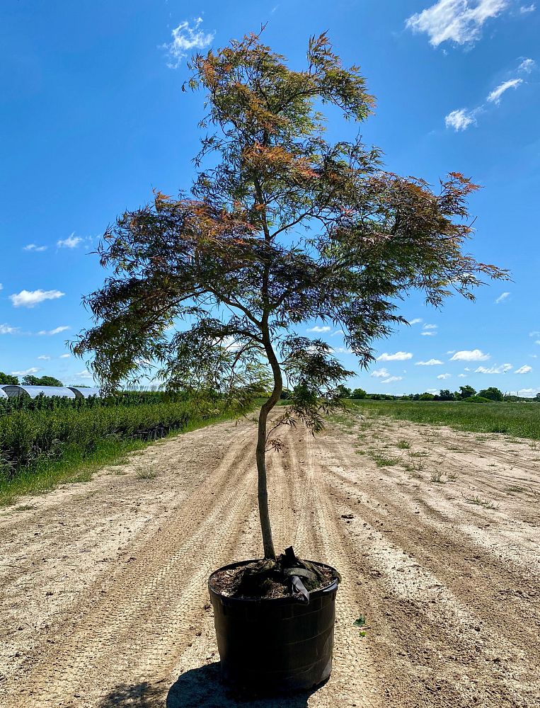 acer-palmatum-tamukeyama-japanese-maple