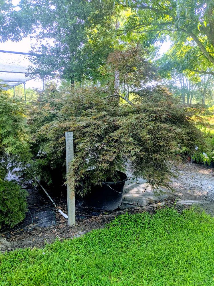 acer-palmatum-tamukeyama-japanese-maple
