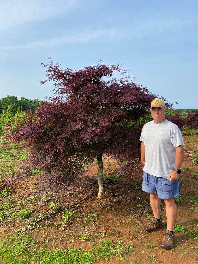 acer-palmatum-tamukeyama-japanese-maple