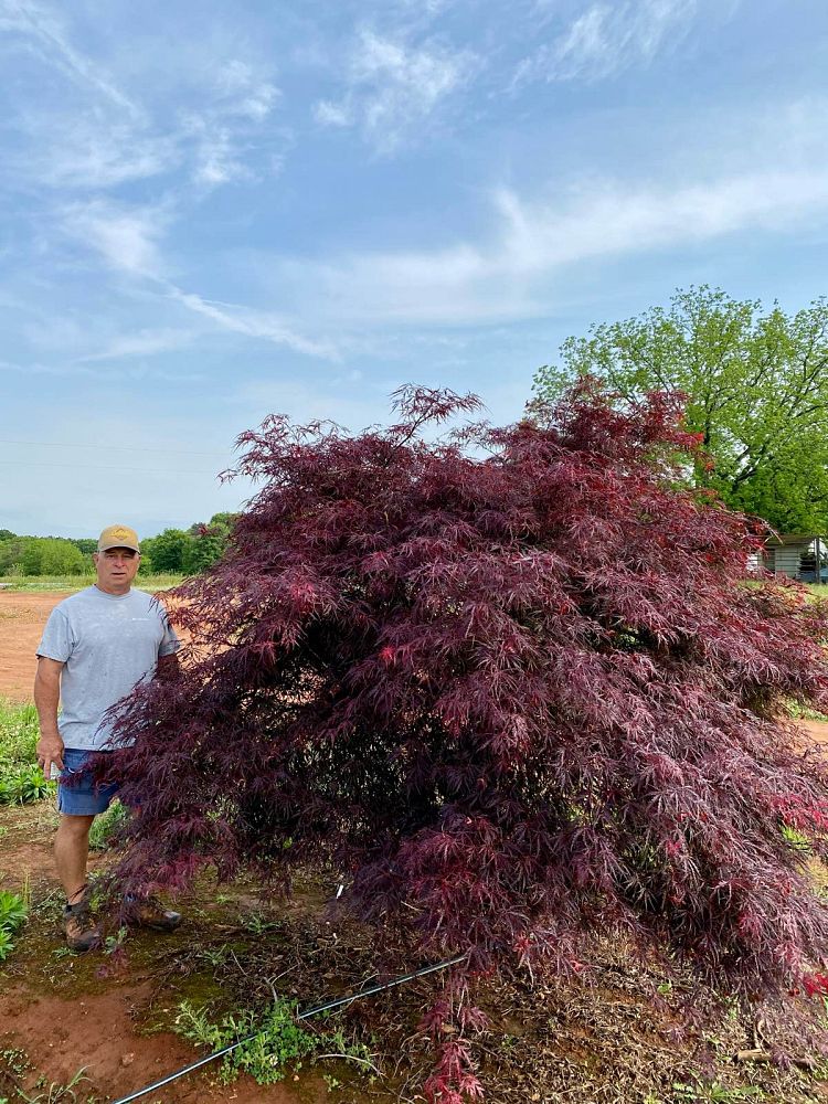 acer-palmatum-tamukeyama-japanese-maple