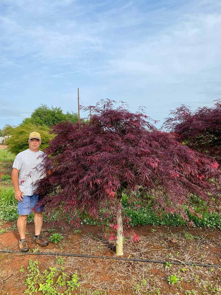 acer-palmatum-tamukeyama-japanese-maple