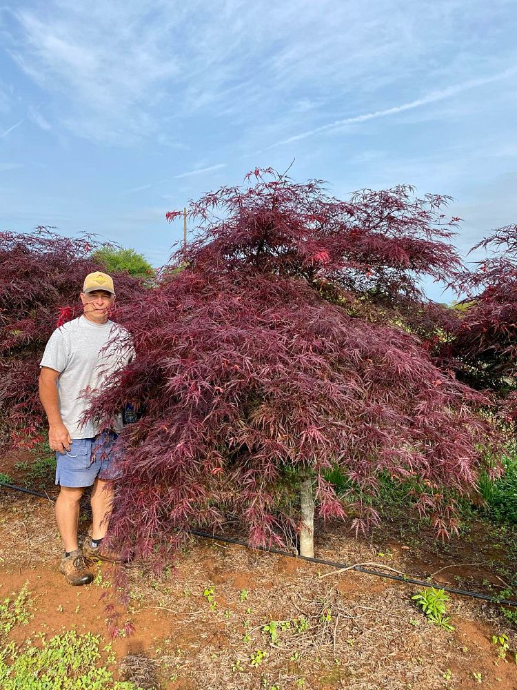 acer-palmatum-tamukeyama-japanese-maple