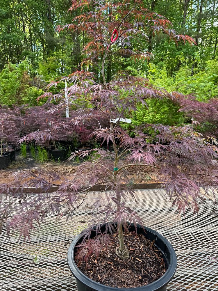 acer-palmatum-tamukeyama-japanese-maple