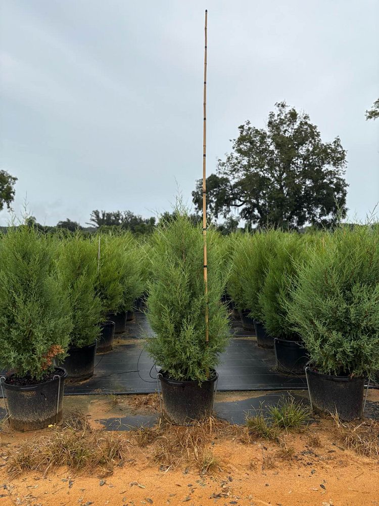 acer-palmatum-tamukeyama-japanese-maple