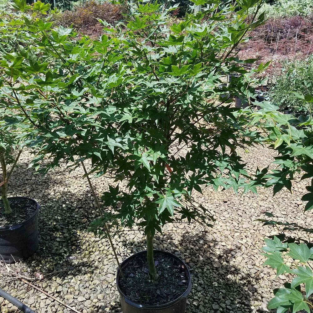 acer-palmatum-tsuma-gaki-japanese-maple