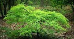 acer-palmatum-waterfall-threadleaf-japanese-maple-cutleaf-japanese-maple