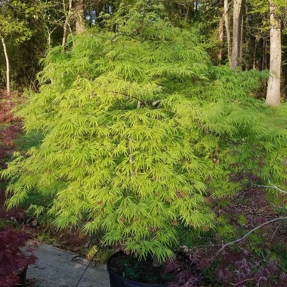 acer-palmatum-waterfall-threadleaf-japanese-maple-cutleaf-japanese-maple