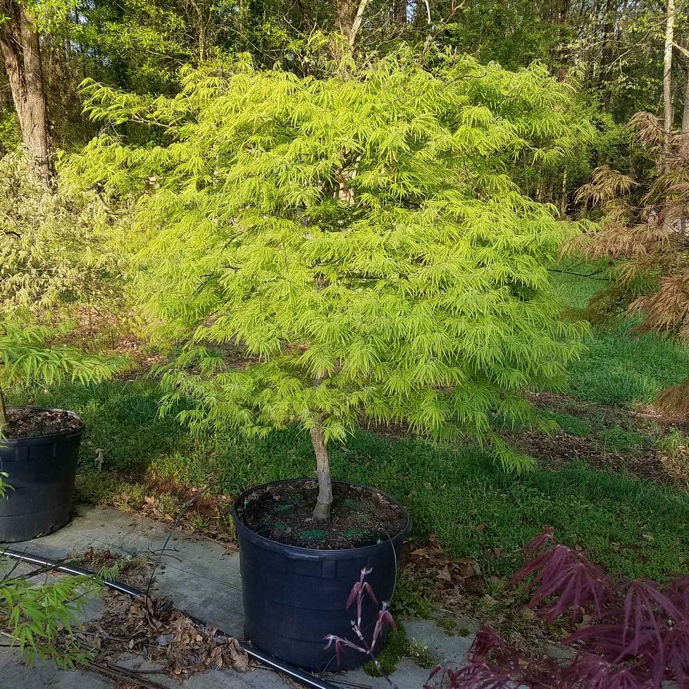 acer-palmatum-waterfall-threadleaf-japanese-maple-cutleaf-japanese-maple