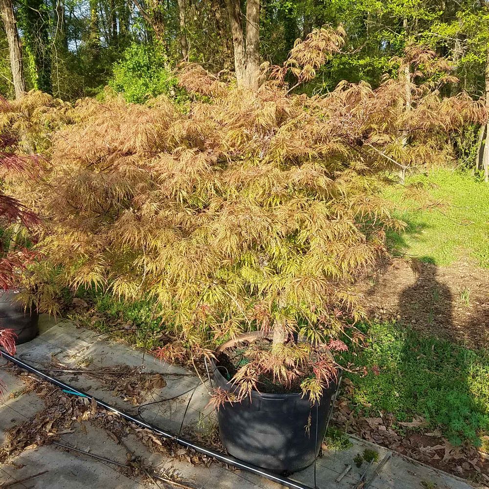 acer-palmatum-watnong-japanese-maple