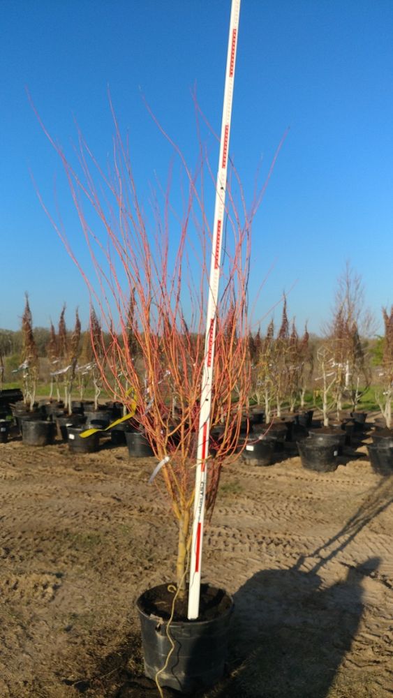 acer-palmatum-winter-orange-japanese-maple