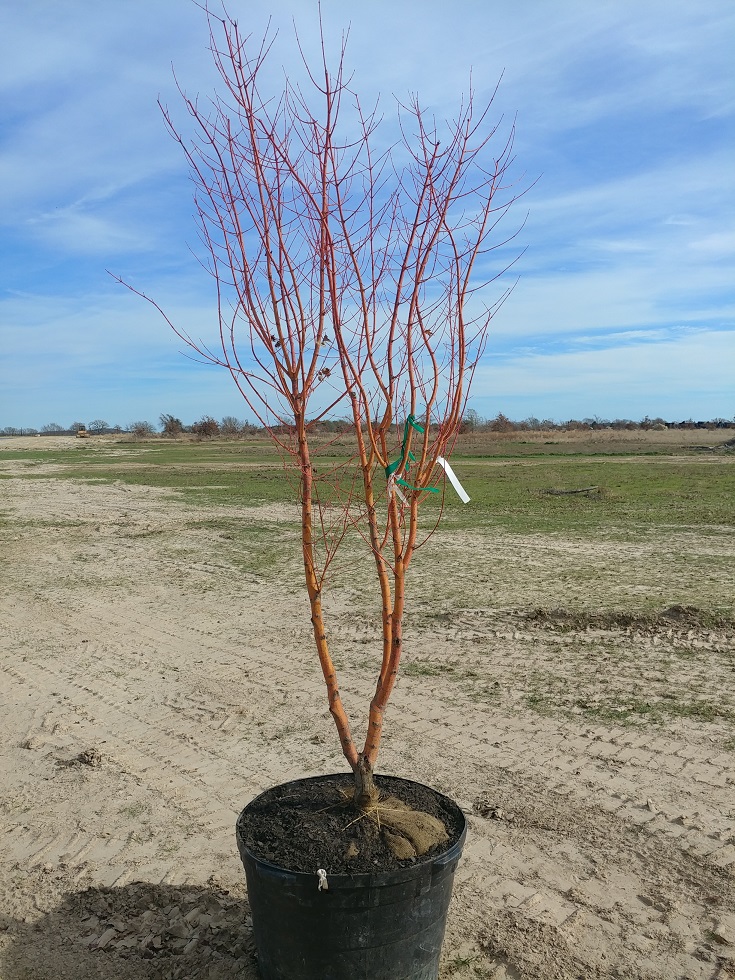 acer-palmatum-winter-orange-japanese-maple