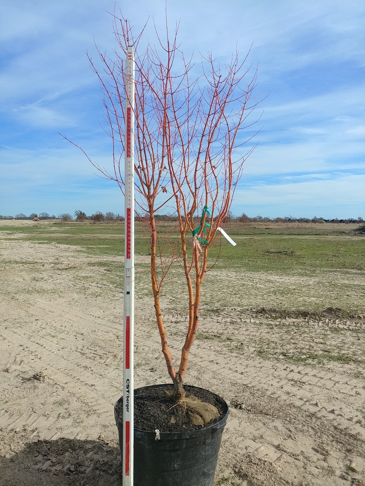 acer-palmatum-winter-orange-japanese-maple