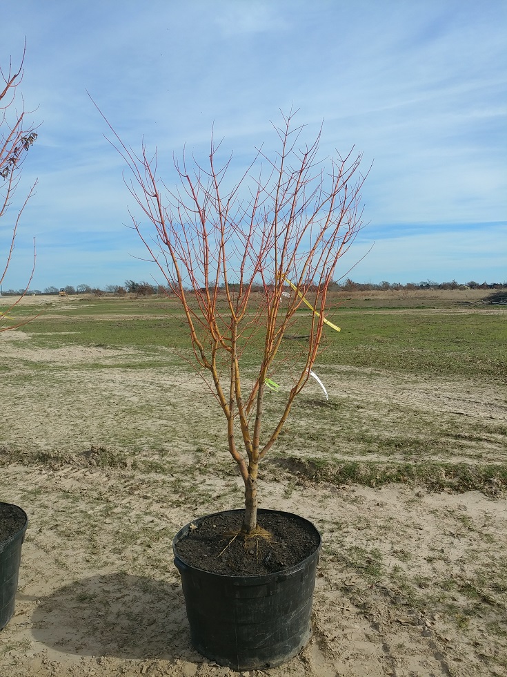 acer-palmatum-winter-orange-japanese-maple