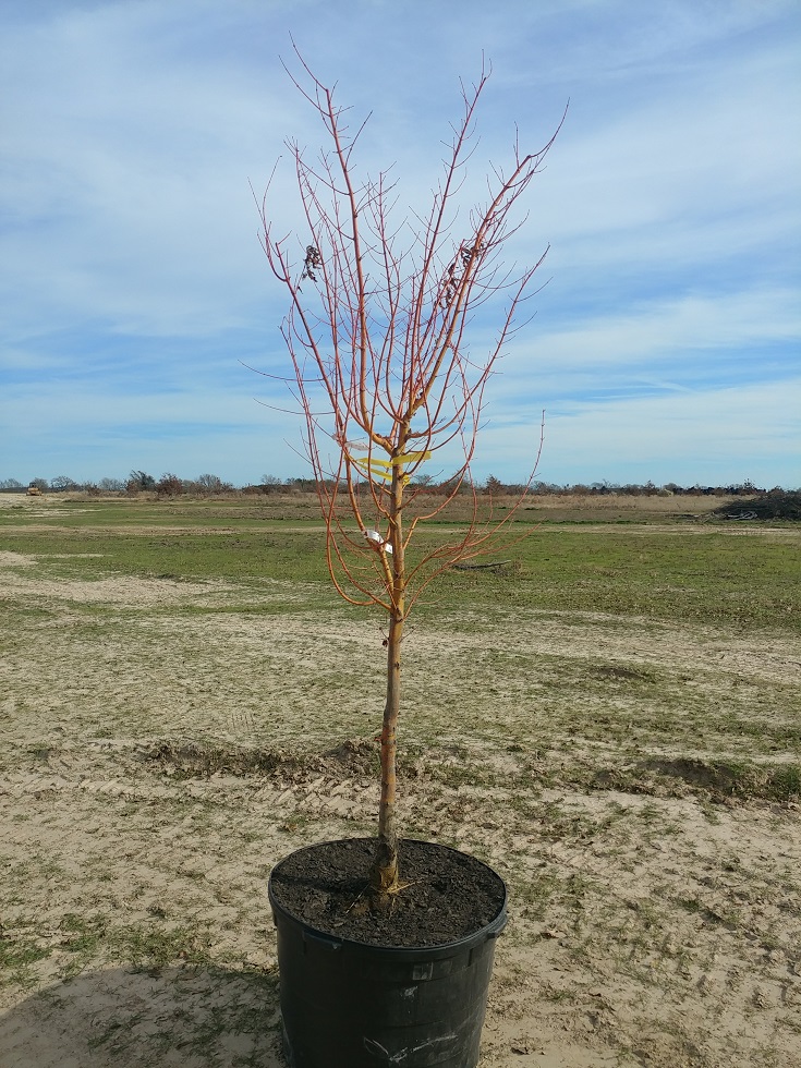 acer-palmatum-winter-orange-japanese-maple