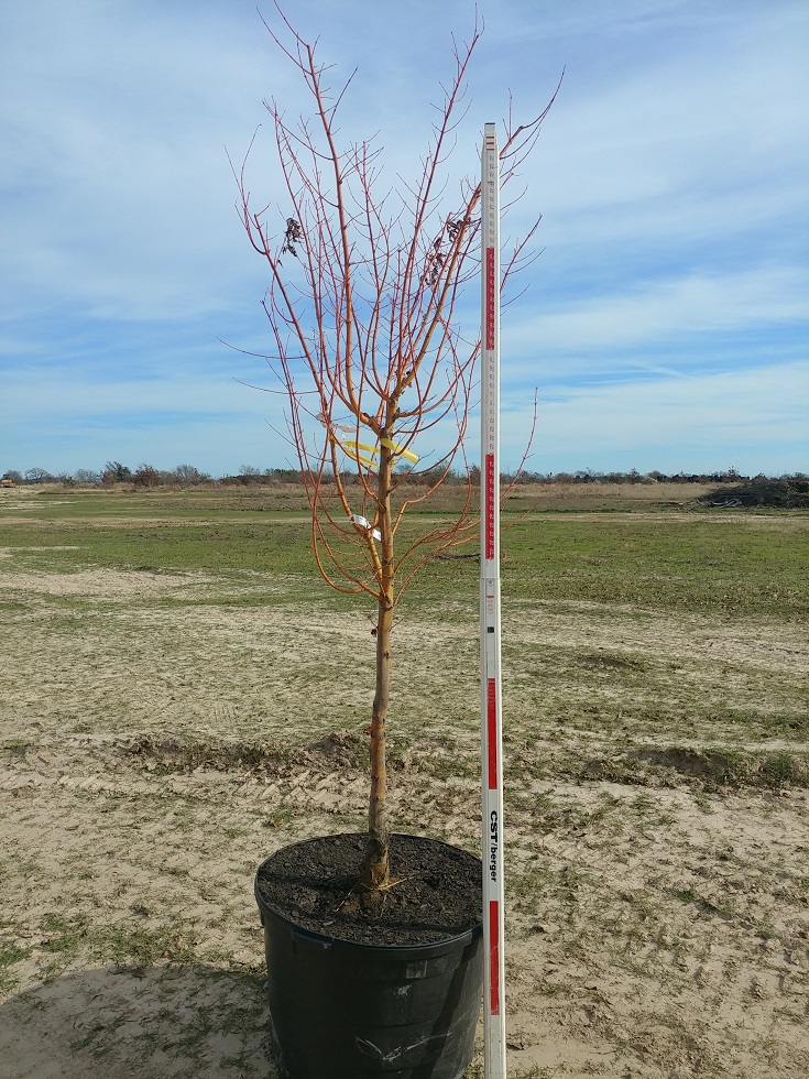 acer-palmatum-winter-orange-japanese-maple