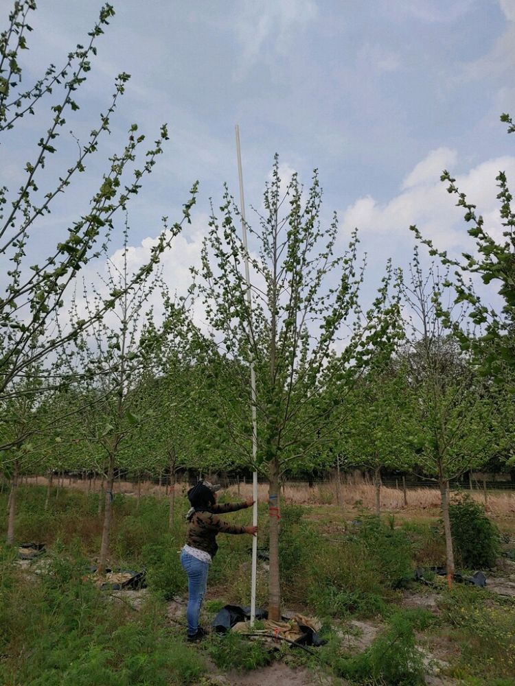 acer-pseudoplatanus-sycamore-maple