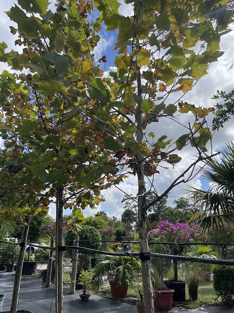 acer-pseudoplatanus-sycamore-maple