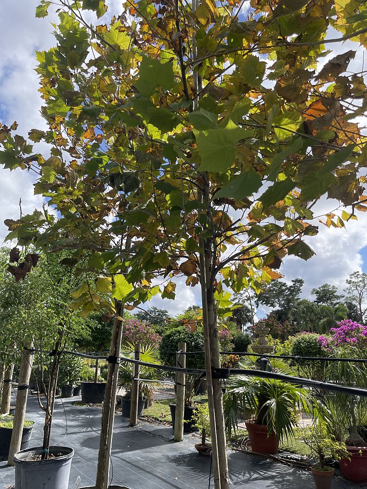 acer-pseudoplatanus-sycamore-maple