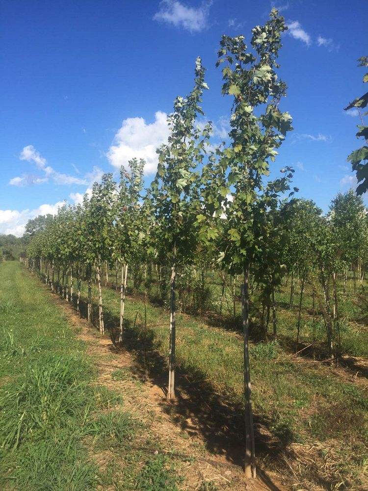acer-rubrum-armstrong-red-maple