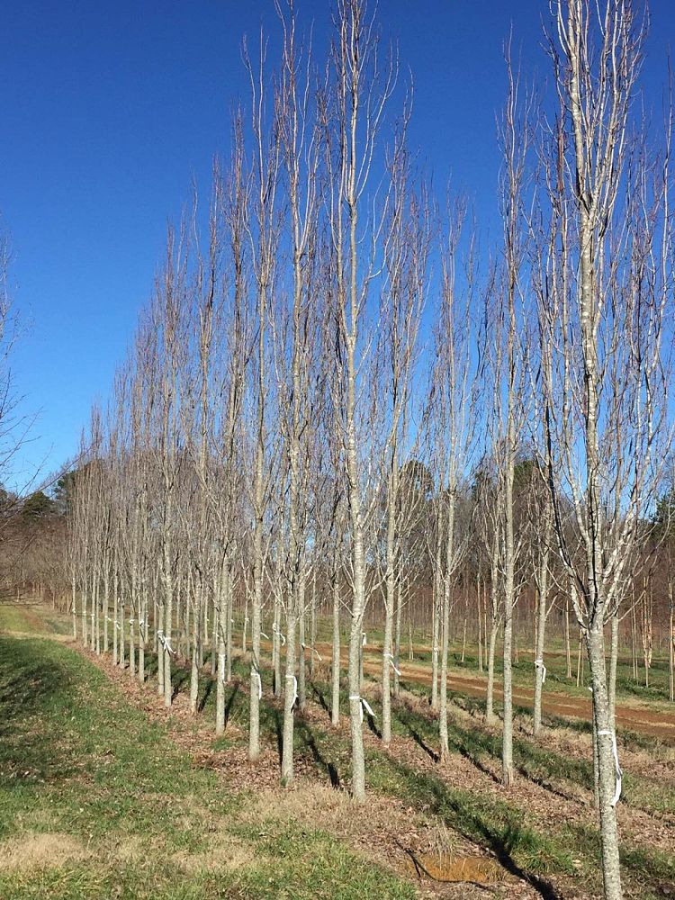 acer-rubrum-armstrong-red-maple