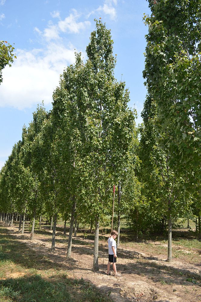 acer-rubrum-armstrong-red-maple