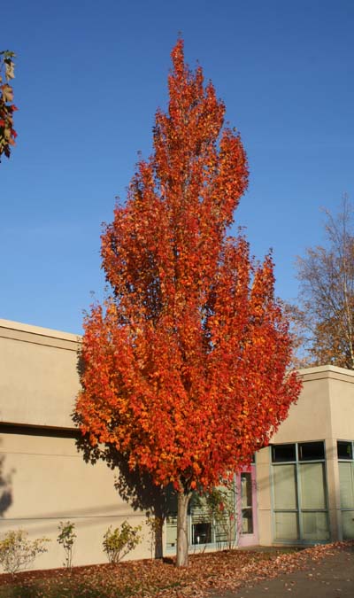 acer-rubrum-armstrong-red-maple