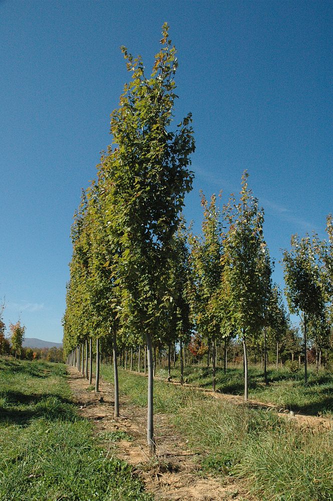 acer-rubrum-armstrong-red-maple