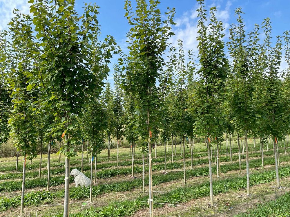 acer-rubrum-armstrong-red-maple