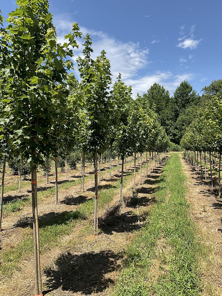acer-rubrum-armstrong-red-maple
