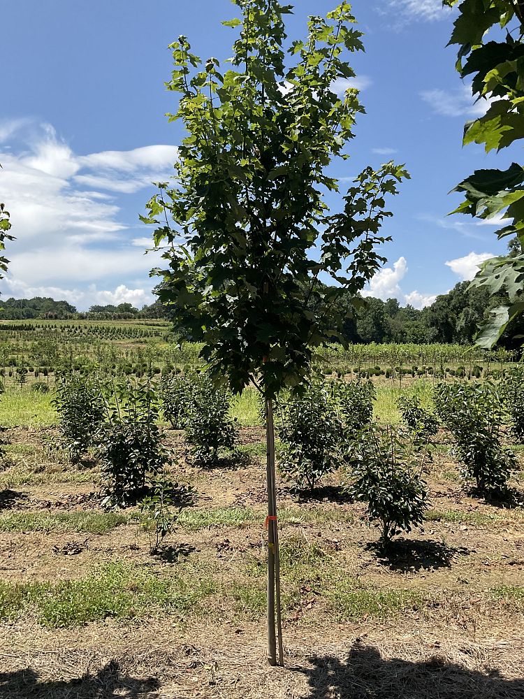 acer-rubrum-armstrong-red-maple