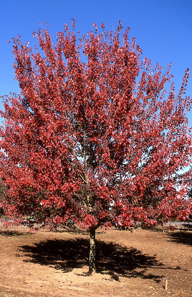 acer-rubrum-autumn-flame-red-maple