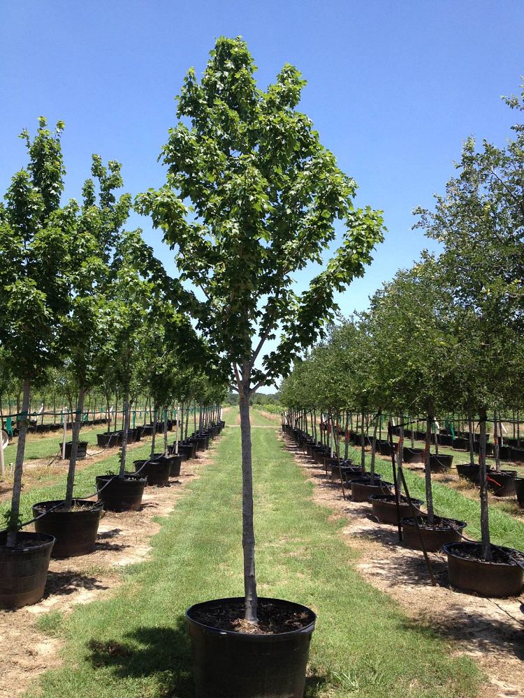 acer-rubrum-brandywine-red-maple