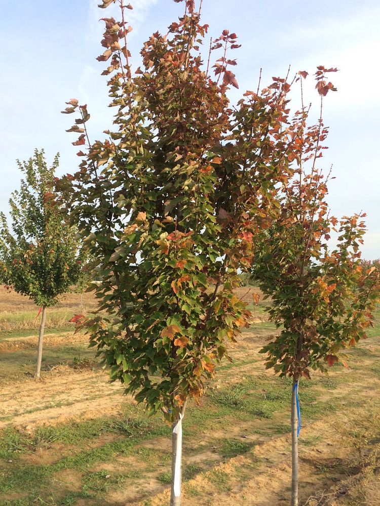 acer-rubrum-brandywine-red-maple