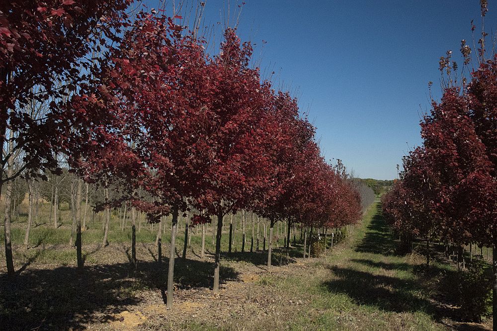 acer-rubrum-brandywine-red-maple