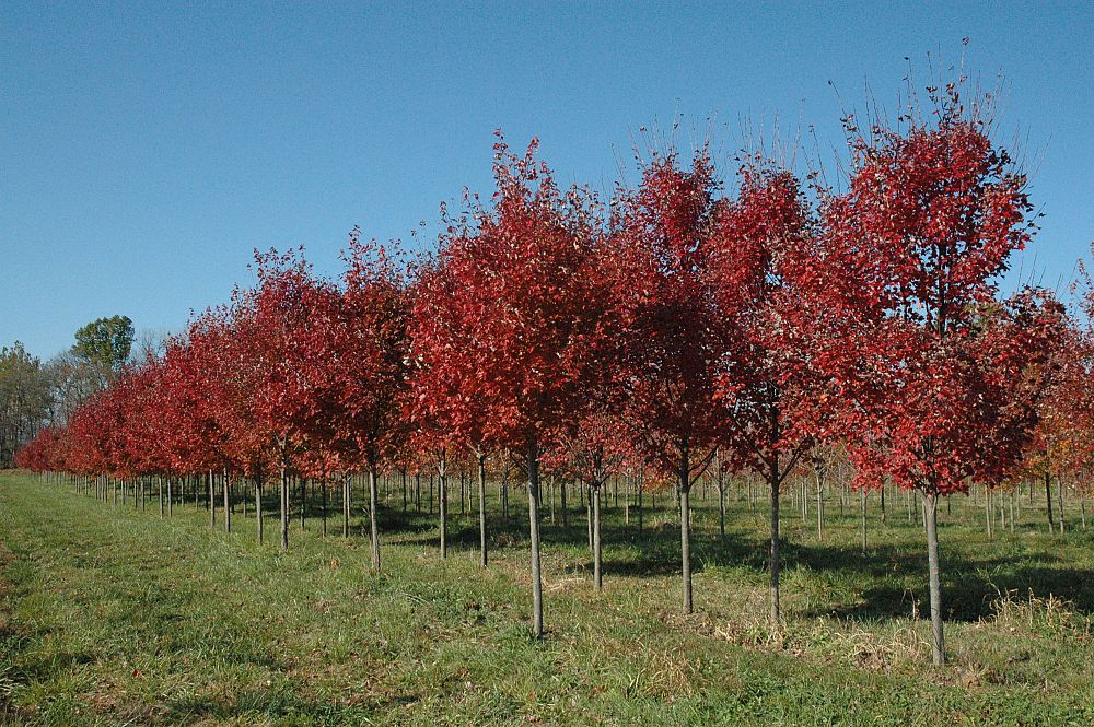 acer-rubrum-brandywine-red-maple