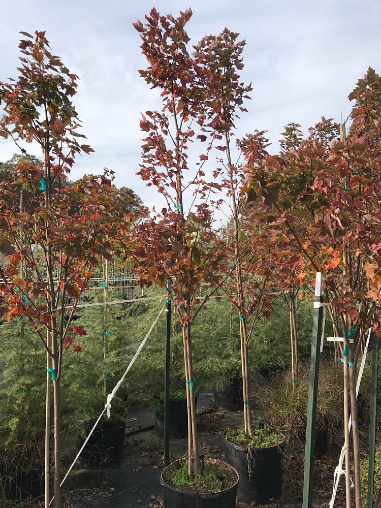 acer-rubrum-brandywine-red-maple