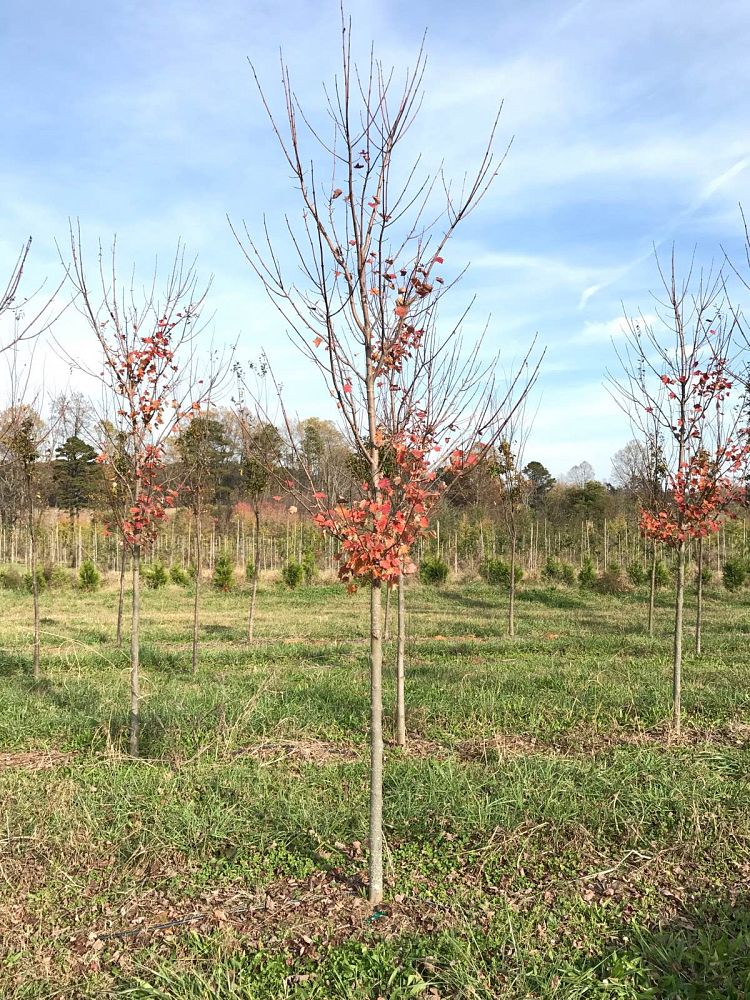 acer-rubrum-brandywine-red-maple