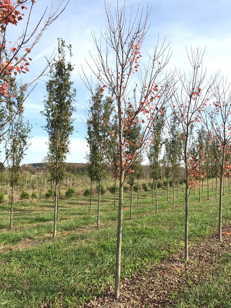 acer-rubrum-brandywine-red-maple