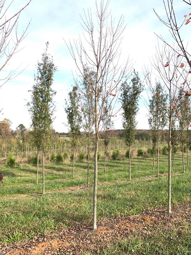 acer-rubrum-brandywine-red-maple