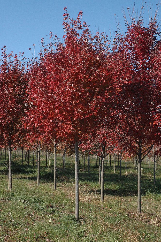 acer-rubrum-brandywine-red-maple