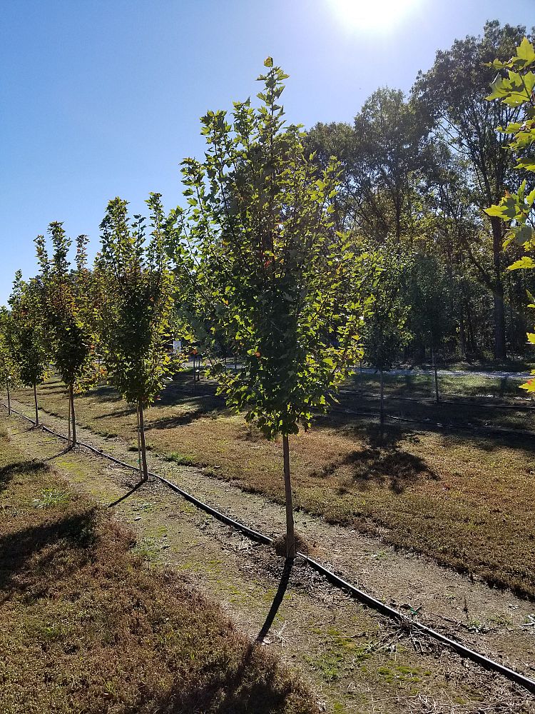 acer-rubrum-brandywine-red-maple