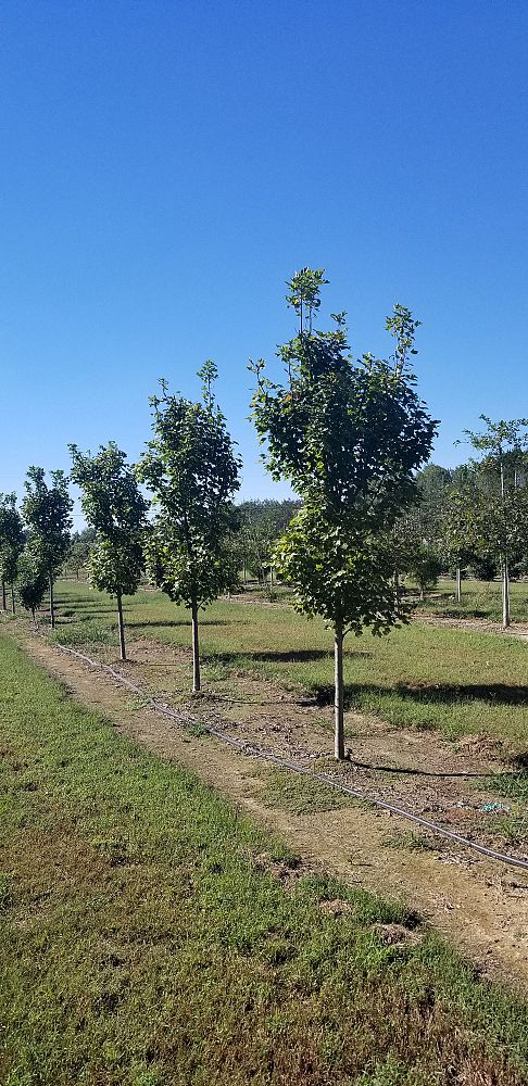 acer-rubrum-brandywine-red-maple